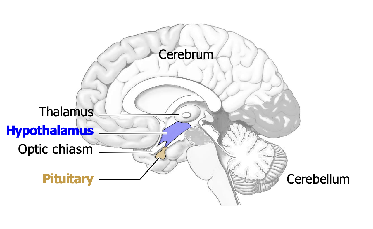 <ul><li><p>Hypothalamus and pituitary are in the diencephalon</p></li></ul><p></p>