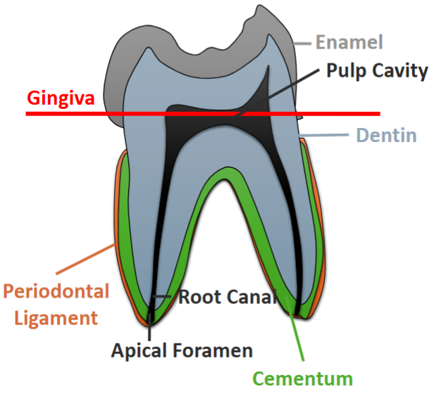<p>Cementum rests upon the dentin and grows in layers on the surface of the roots.</p>