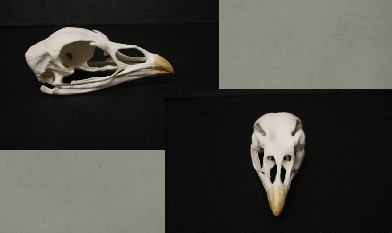 <p>Identify this skull</p>