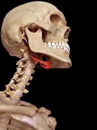 Which bone is this?