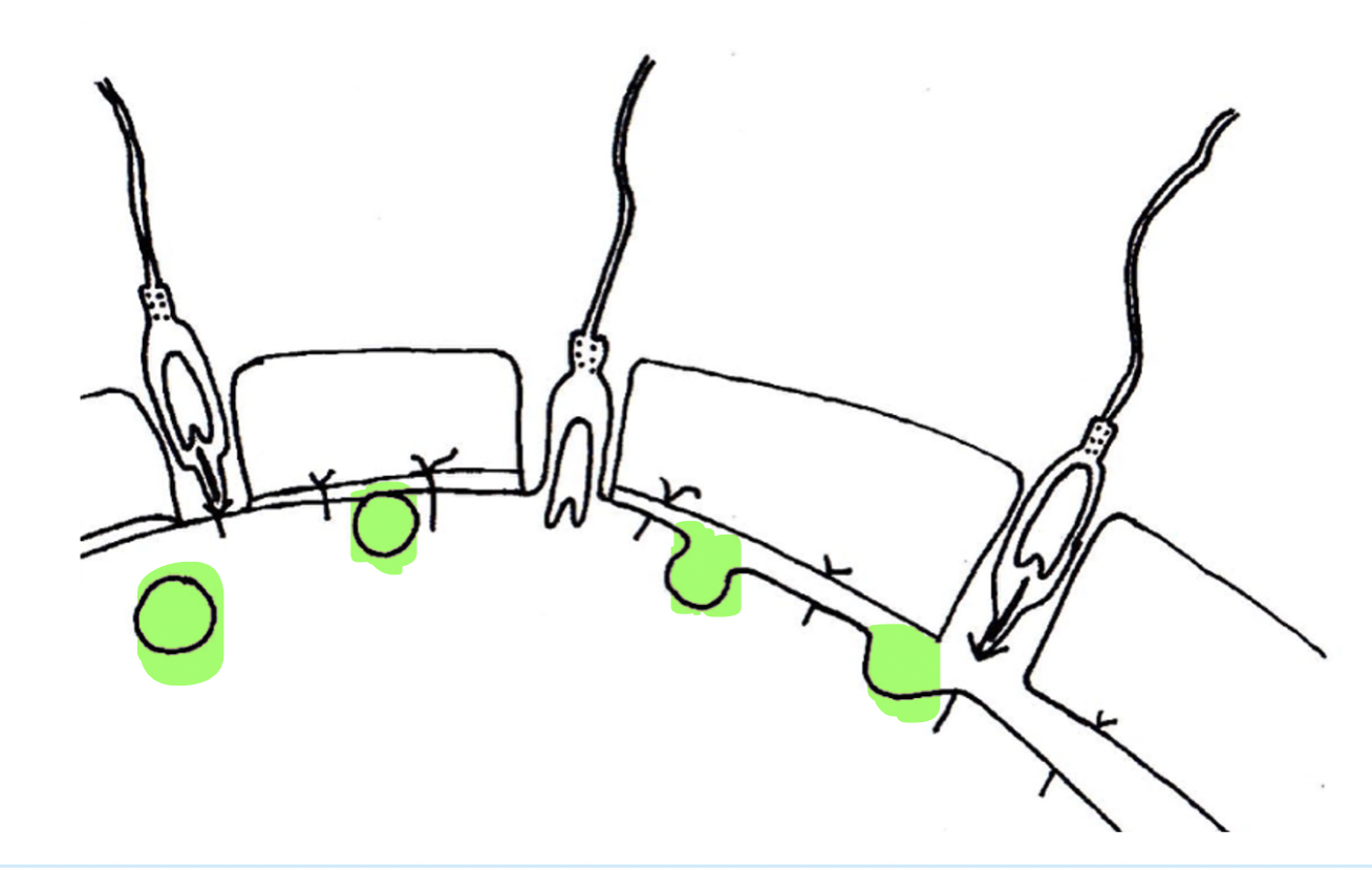 <p>What is the structure that is highlighted in the oocyte </p>