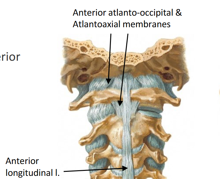 <p>Anterior atlanto-occipital and atlantoaxial membranes </p><p>ā continue below as the anterior longitudinal ligament.</p>