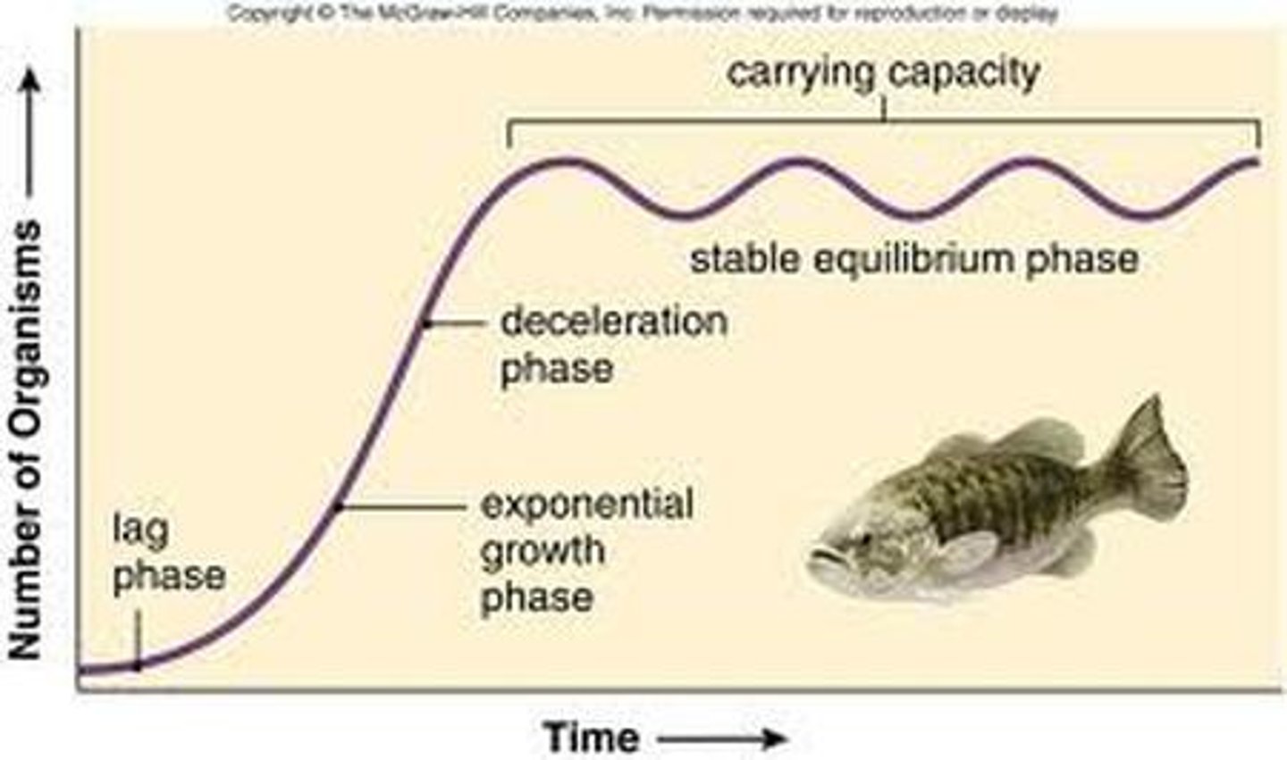 <p>- Few offspring at one time / over a lifetime.</p><p>- High parental care. Large body size.</p><p>- Late onset of maturity.</p><p>- Reproduce multiple times.</p><p>- Population size is stable, close to carrying capacity (K).</p><p>- Usually climax species.</p>