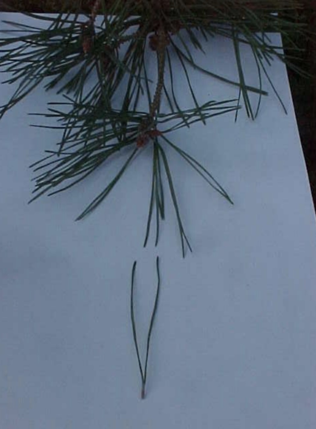 <p>What is this branch? </p>