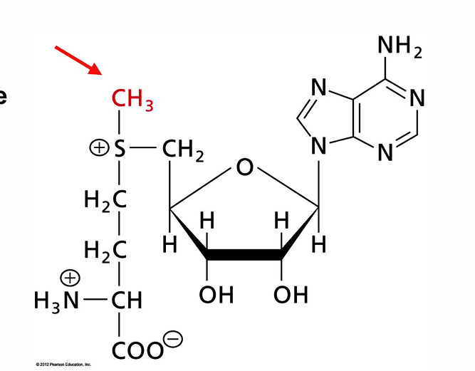 <p>Transfer of methyl groups</p>