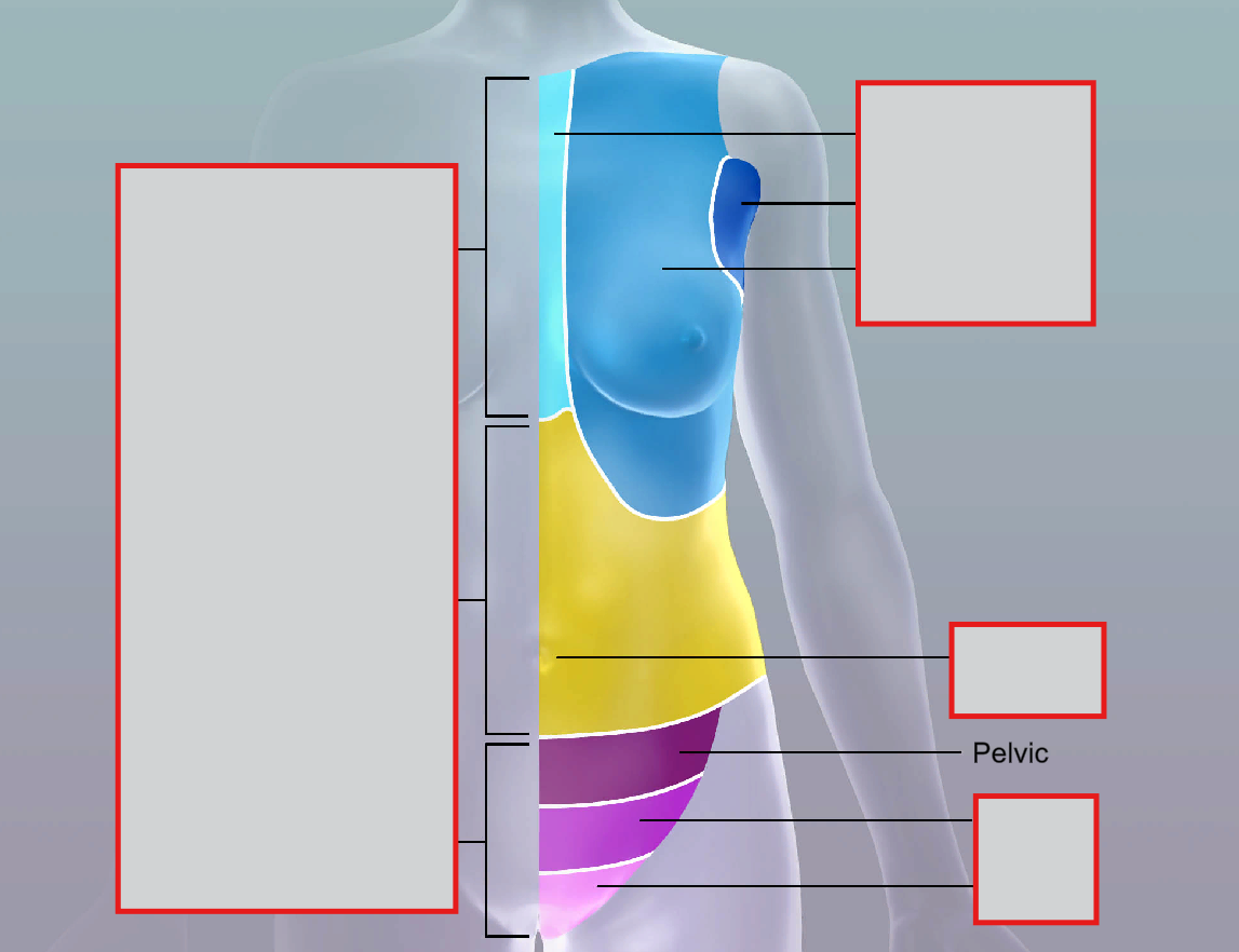 <p>pelvic</p>