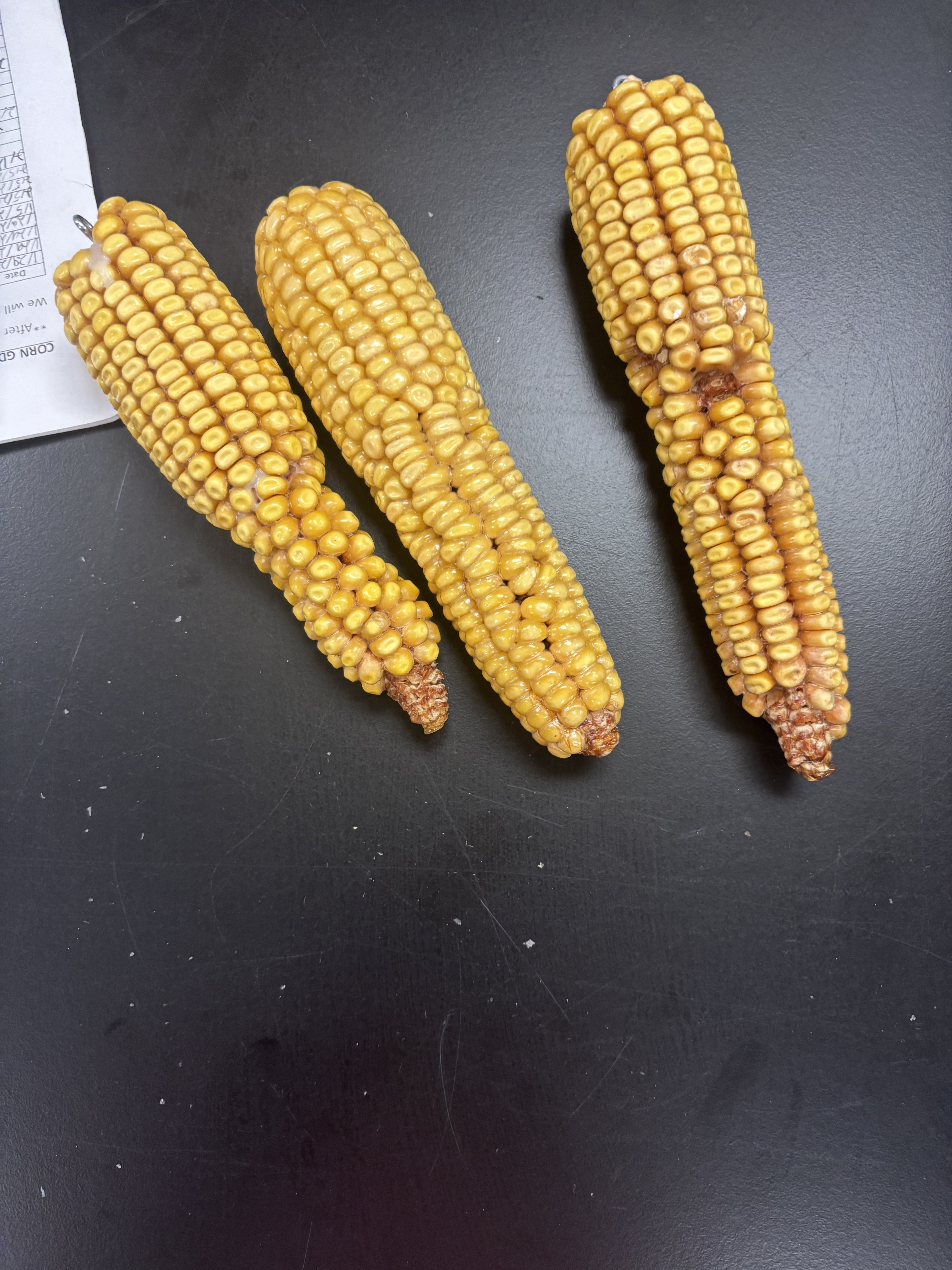 <p>Reduced kernel row number part way up the ear due to inhibition of cell division in ear development by sulfony/urea herbicide</p>