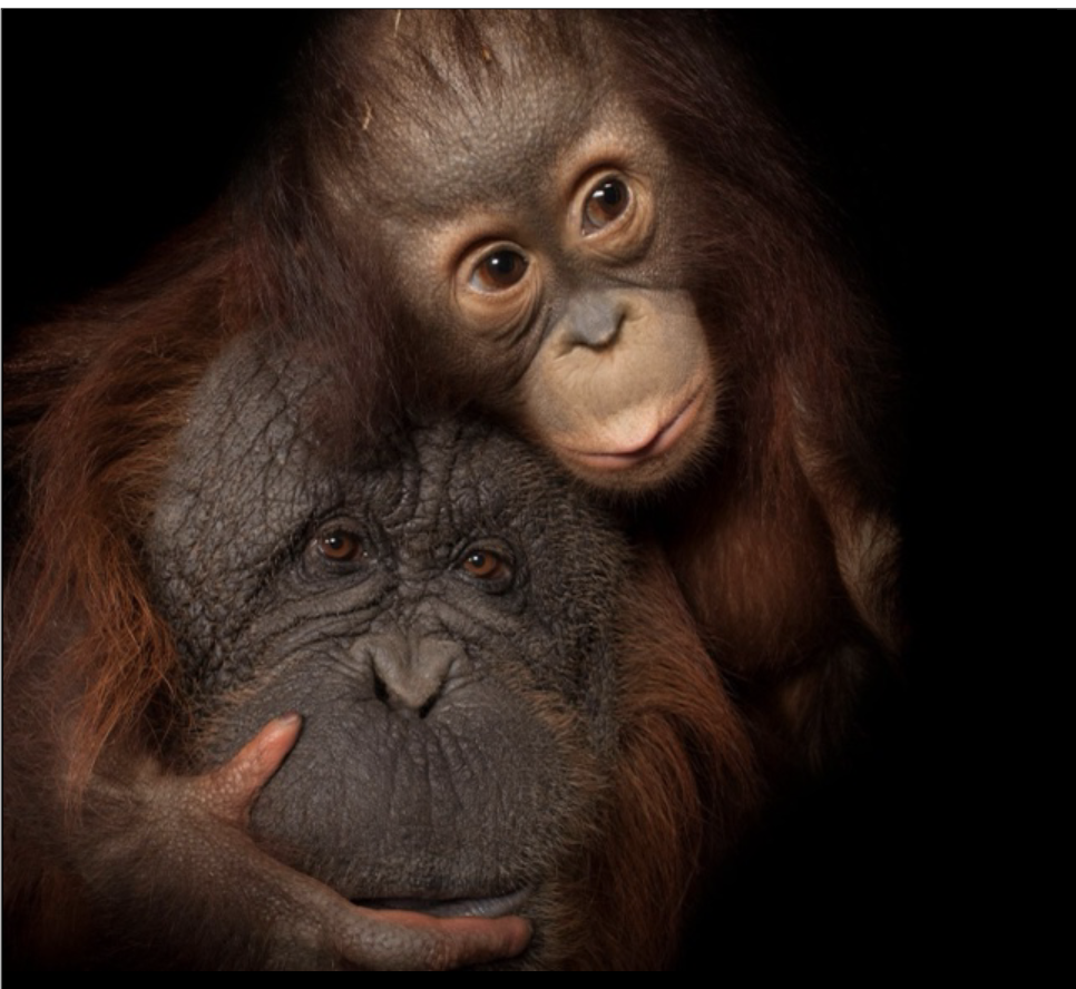 <p>orangutans</p>