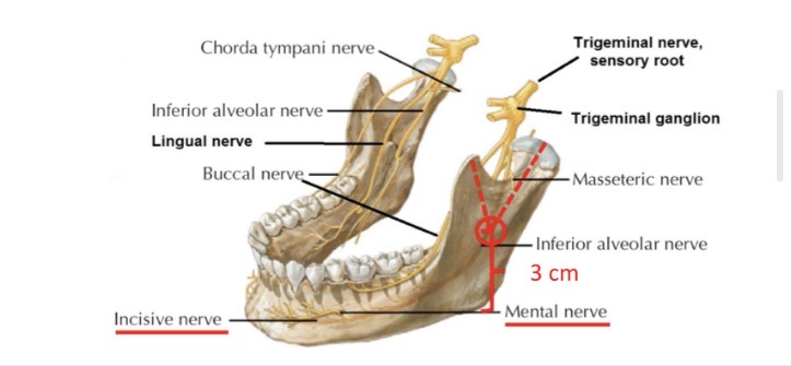 <p>Koks yra išorinis orientyras n. alveolaris inferior blokadai?</p>