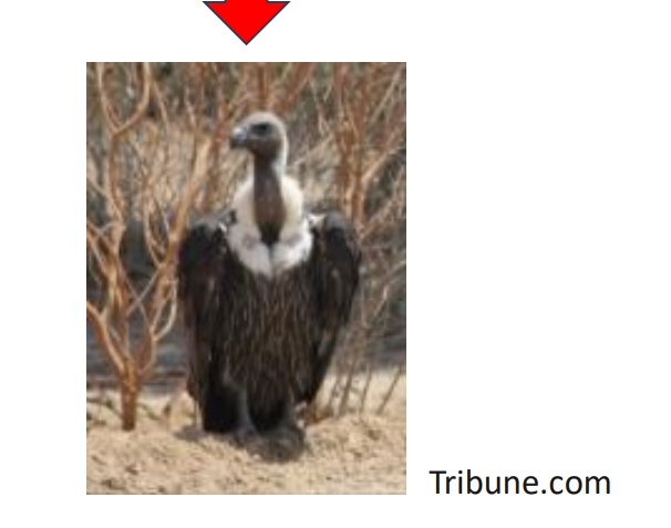 <p>Vultures play a critical role in the disposal of cattle carcasses which reduces disease transmission among domestic and wild ungulates.</p><ul><li><p>Declining populations of vultures (Gyps spp.) in India, Pakistan, and Nepal</p></li></ul><p></p>