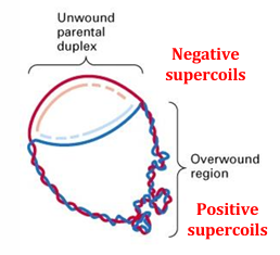 <p><span>Unwinding generates positive supercoils, ahead of the replication fork</span></p>