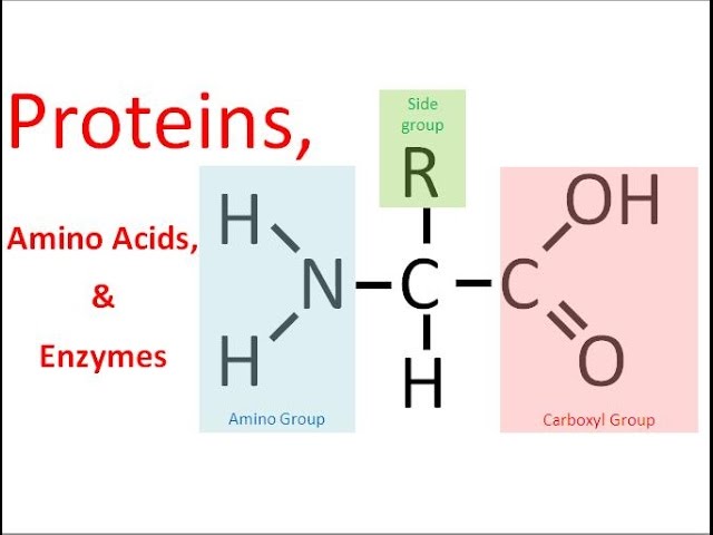 <p>Protein</p><p></p>