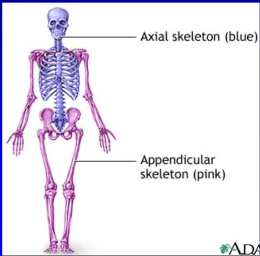 <p>206 bones found in an adult skeleton, divided into two main groups: axial and appendicular</p>