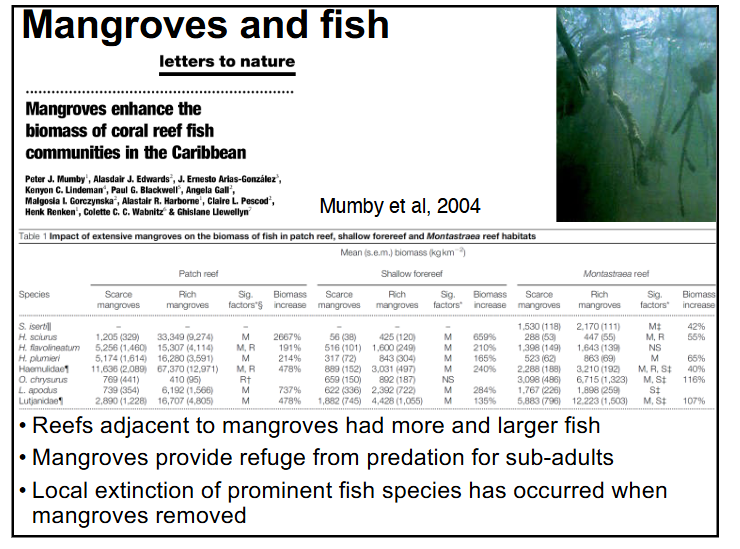 <p><span style="color: rgb(0, 0, 0);">-r</span><span style="color: rgb(0, 0, 0);">eefs adjacent to mangroves had more and larger fish</span><span style="color: rgb(0, 0, 0);"><br></span><span style="color: rgb(0, 0, 0);">-mangroves provide refuge from predation for sub-adults</span><span style="color: rgb(0, 0, 0);"><br></span><span style="color: rgb(0, 0, 0);">-local extinction of prominent fish species has occurred when</span><span style="color: rgb(0, 0, 0);"><br></span><span style="color: rgb(0, 0, 0);">mangroves removed</span></p><p>-also provide shoreline protection for humans and shore ecosystems as the plants disperse wave energy</p>