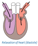 <p>atria and ventricles are relaxed</p><p>pressure in ventricles < pressure in aorta and pulmonary artery, so SL valves close</p><p>atria fill with blood from the vena cava/pulmonary vein</p><p>pressure in atria > pressure in ventricles, so AV valves open</p>