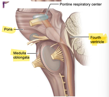 <p>in the medulla oblongata, inferior part, continuous with the central canal of the spinal cord, communicates with the third ventricle via the cerebral aqueduct</p>