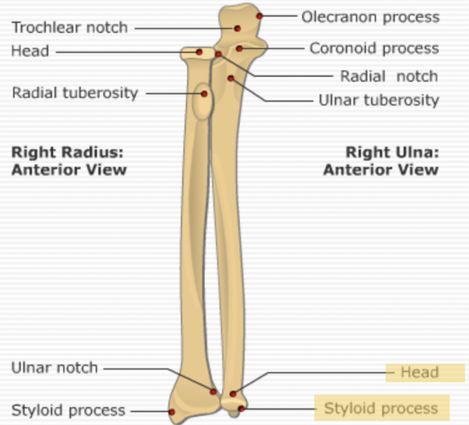 <ul><li><p><span>Head of ulna</span></p></li><li><p><span>Ulnar styloid process</span></p></li></ul><p></p>