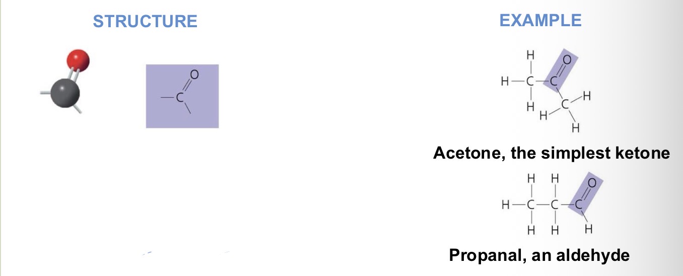 <ul><li><p>Ketones if the carbonyl group is within a carbon skeleton.</p></li><li><p>Aldehydes if the carbonyl group is at the end of the carbon skeleton</p></li></ul><p></p>