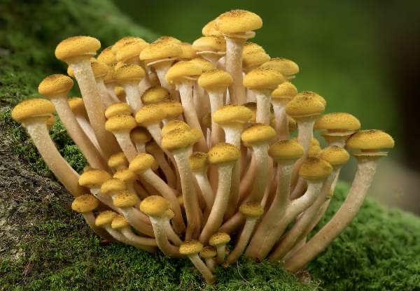 <p>Honey mushrooms</p>