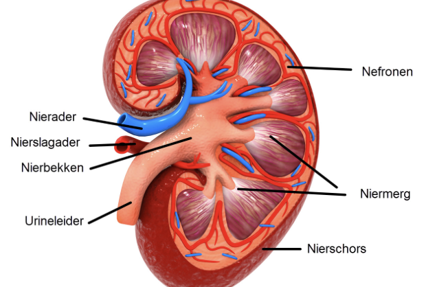 <ul><li><p>nierschors → glomeruli = kleine filtartie organen zetten 180L om in gem 2L urine per dag - vooral met afvalstoffen</p></li><li><p>proximale deel = resorbeert stoffen: zouten + aminozuren</p></li><li><p>distale deel en verzamelbuis = vooral voor vochthuishouding</p><ul><li><p>gebeurd vooral in lis van Henle</p></li><li><p>beschadiging = proces langzamer</p></li></ul></li></ul><p></p>