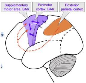 <ul><li><p><span style="background-color: transparent;">Supplementary motor area (SMA)</span></p></li><li><p><span style="background-color: transparent;">Pre-motor (PMC)</span></p><ul><li><p><span style="background-color: transparent;">Dorsal PM (PMd)</span></p></li><li><p><span style="background-color: transparent;">Ventral PM (PMv)</span></p></li></ul></li><li><p><span style="background-color: transparent;">Posterior parietal cortex</span></p></li><li><p><span style="background-color: transparent;">Typically send input/involved in planning</span></p></li></ul><p></p>