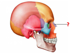 <p>Identify this bone.</p>