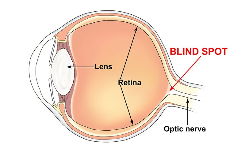 <ul><li><p>Where the optic nerve leaves the retina</p></li><li><p>there’s no light sensitive cells </p></li></ul><p></p>