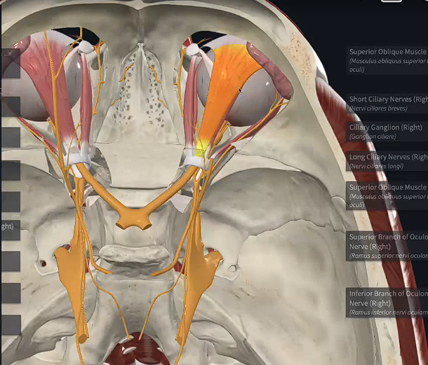 <p>Hint: Eyelid control</p>