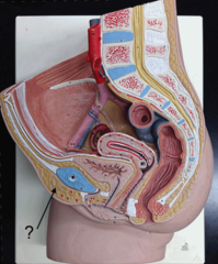 <p>Rounded, fleshing prominence over the symphysis, anterior border of external reproductive organs.</p>