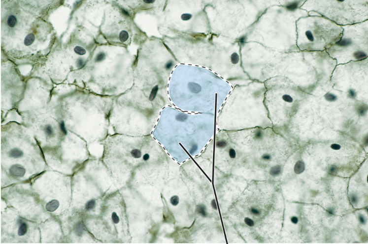 <p>Name for Cell</p>