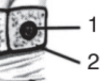 <p>structure name (2)</p>