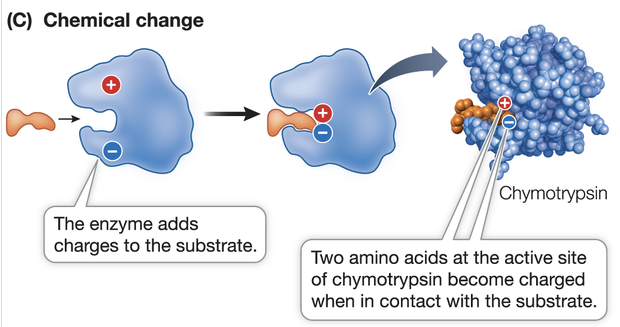 <p>Chemical modification</p>