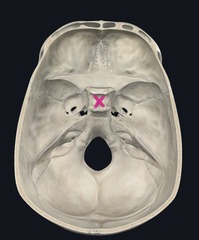 <p>Identify the Bone Indicated by the Pink X</p>