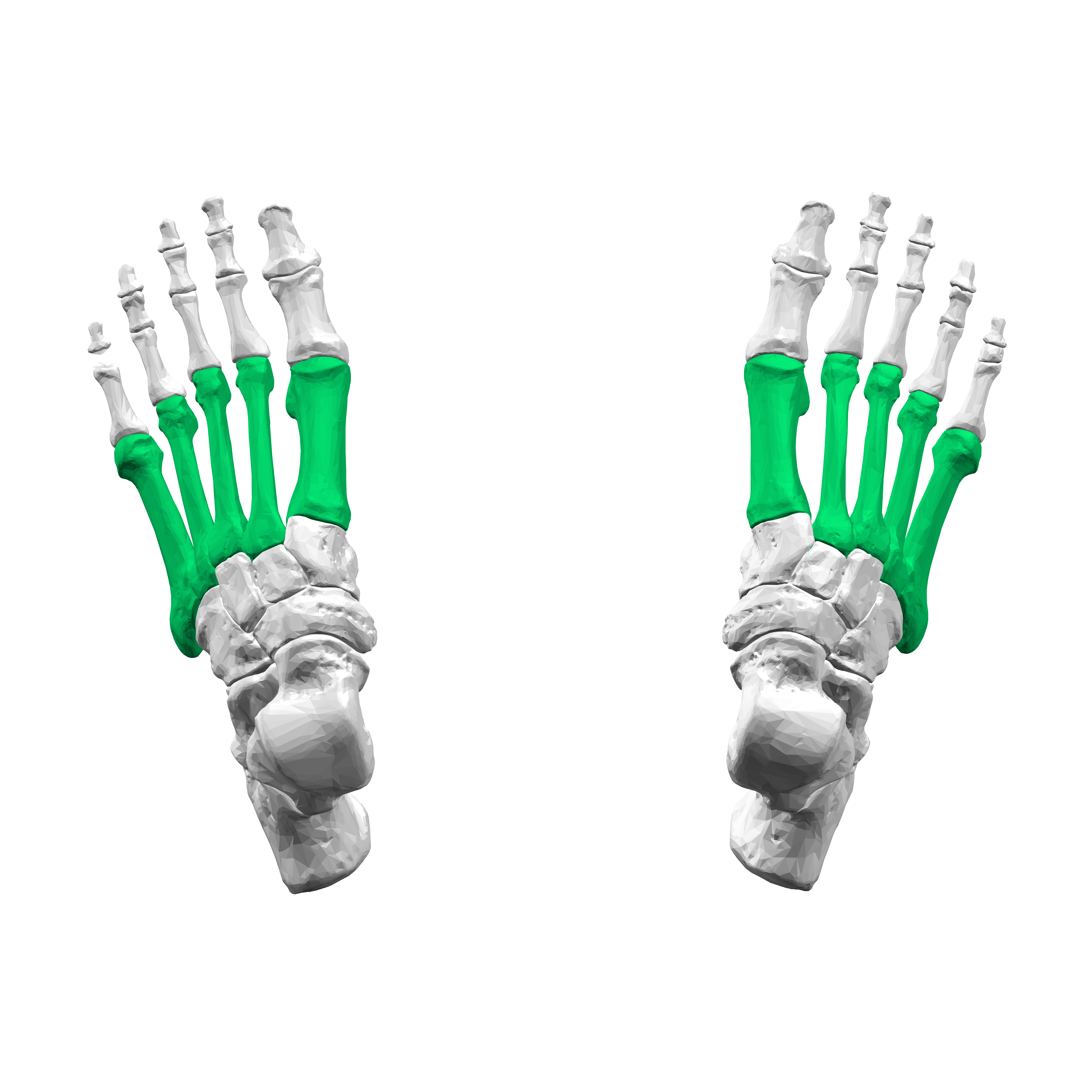 <p>What foot bones are these?</p>