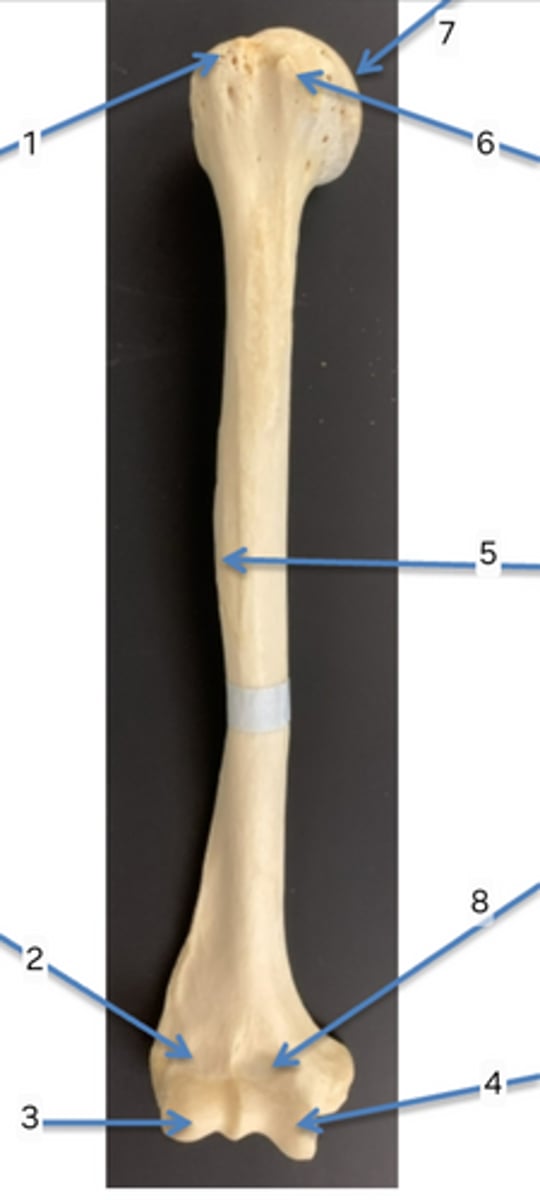 <p>what is this bone and what view are you looking at?</p>