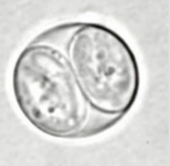<p>genus, species, stage</p>