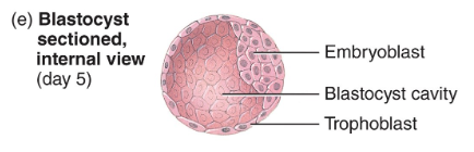 <ol><li><p><strong>Embryoblast</strong> → (inner cell mass) will develop into the <strong>embryo</strong></p></li><li><p><strong>Trophoblast</strong> → (outer cell mass) will develop into the <strong>outer chorionic sac</strong> surrounding the fetus, &amp; the <strong>fetal portion of the placenta</strong></p></li></ol><p></p>