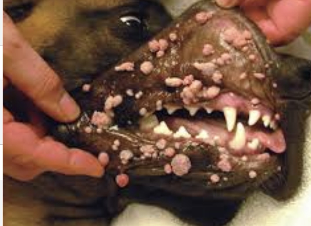 <img src="blob:null/4643feba-f5d2-4fc9-a00e-12cf3556f848" width="267" height="189"><p>Cauliflower like lumps on soft tissue of oral cavity</p>