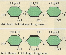 <p>difference in 3D arrangement of starch and cellulose</p>
