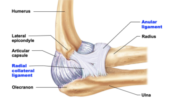 <p>humeroulnar joint ligaments</p>