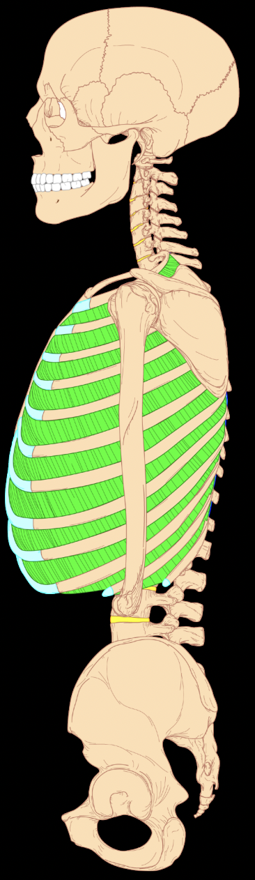 <p>name, struc, func</p><p>what muscle layer is this</p>