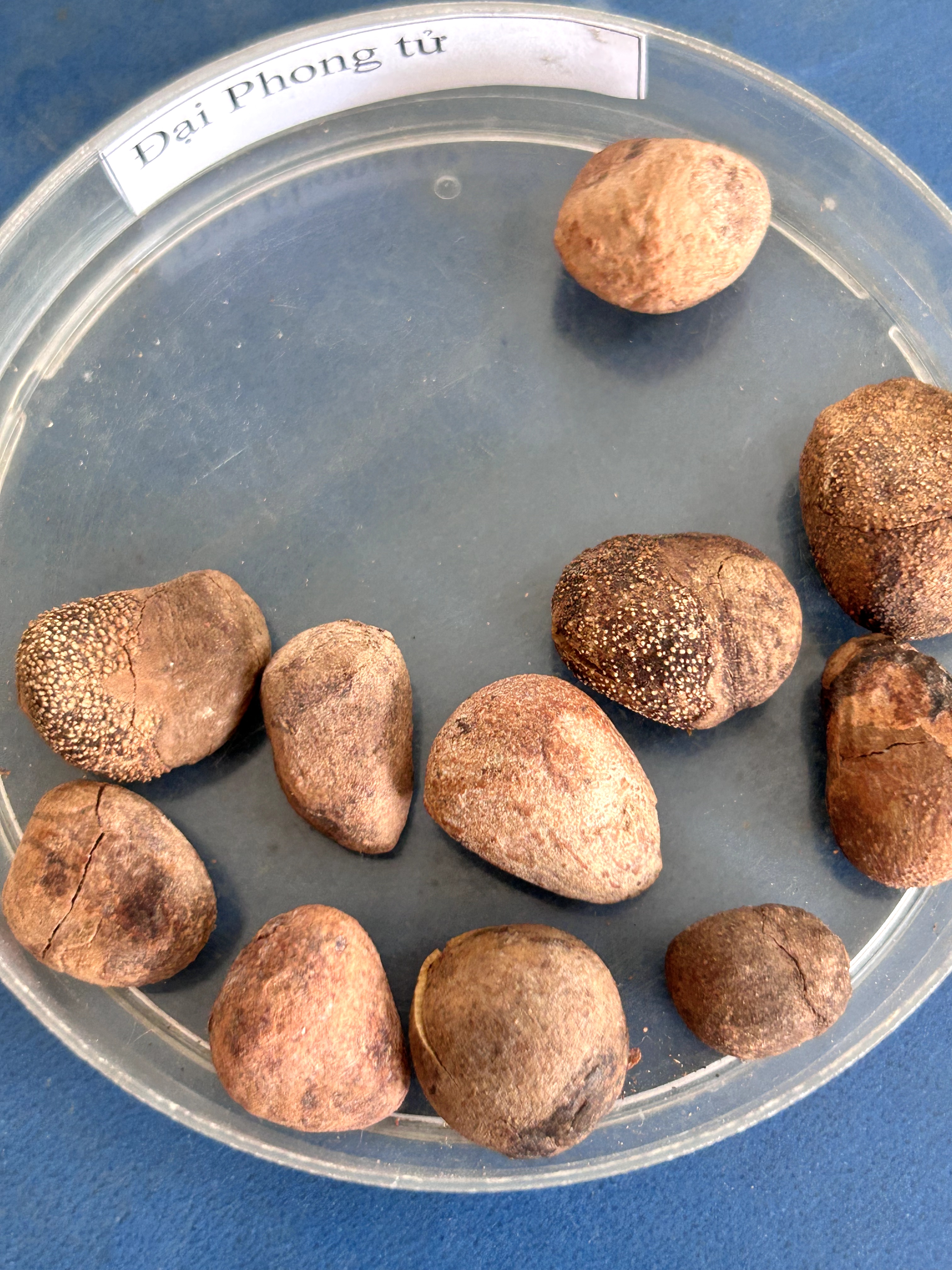 <p>đại phong tử</p>