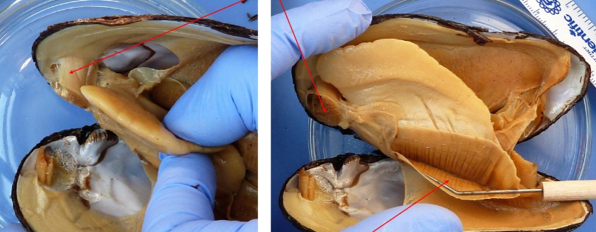 <ol><li><p>identify kingdom, phylum, class, genus/species</p></li><li><p>what are the top two arrows pointing at</p></li><li><p>what is the bottom arrow pointing at</p></li></ol><p></p>