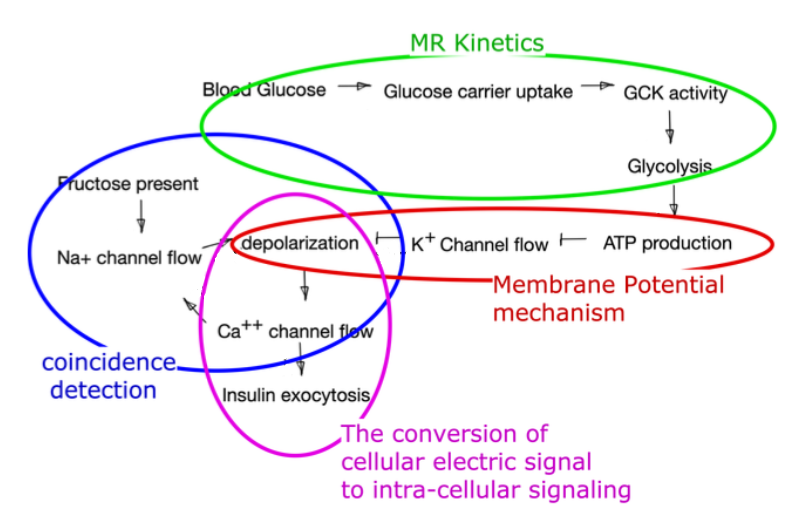 <p>Beta Cell Pathway</p>