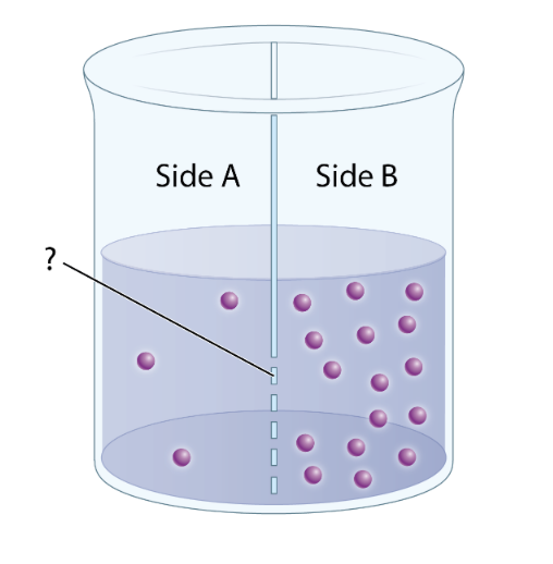 <p>In the system depicted in the figure, the membrane is permeable to water but not to the solute. Based on this and on what you see in the figure, which statement is correct?</p>