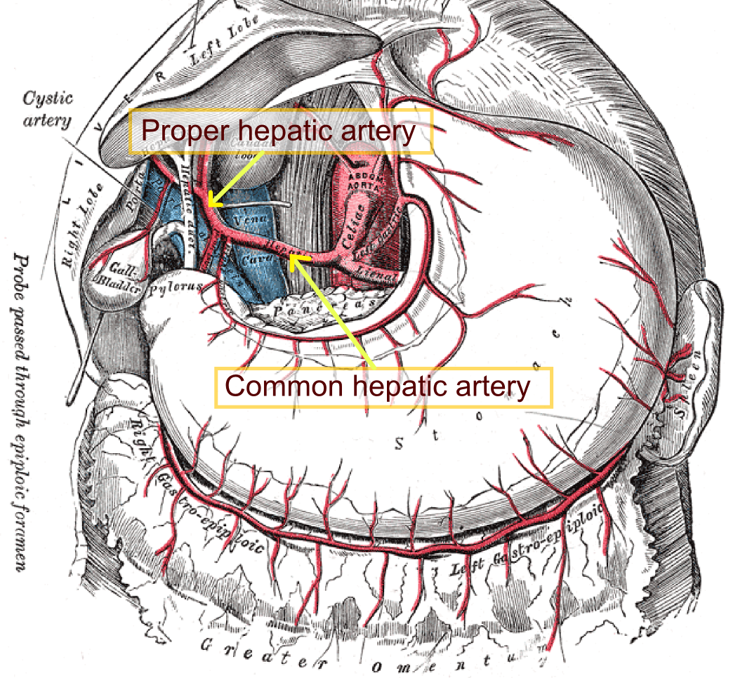 <p>describe the proper hepatic artery</p>