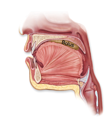 <p>saliva + food = small round mass for easier transport through digestive system</p>