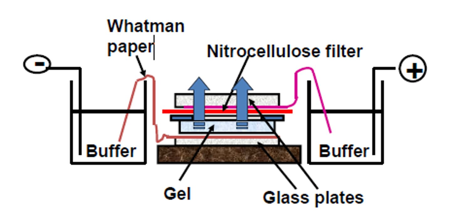 <p>uses electric current to move DNA from gel (cathode) to membrane (anode) in a tank of buffer, requires specialized equipment</p>