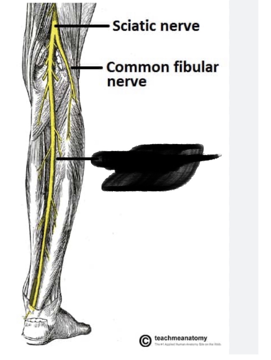 <p><span>Activates muscles in the back of the leg (such as the gastrocnemius, soleus, and tibialis posterior) to allow knee bending, ankle pointing downward, and toe movement Cleveland Clinic Tibial Nerve Guide.</span></p>