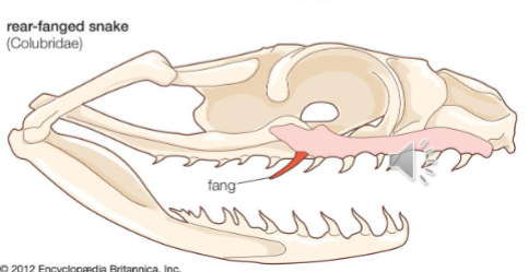 <p><span style="background-color: transparent; font-family: "Times New Roman", serif;">Opisthoglyph</span></p>